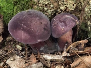 포도쓴맛그물버섯 (Tylopilus vinosobrunneus Hongo)