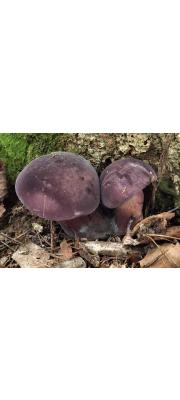 포도쓴맛그물버섯 (Tylopilus vinosobrunneus Hongo)