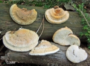 코르크흰구멍버섯 (Perenniporia ochroleuca (Berk.) Ryv. > Truncospora ochroleuca (Berk.) Pilát)