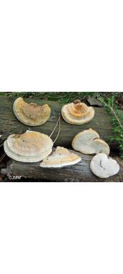 코르크흰구멍버섯 (Perenniporia ochroleuca (Berk.) Ryv. > Truncospora ochroleuca (Berk.) Pilát)
