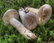 사스레젖버섯 (Lactarius trivialis (Fr.) Fr.)