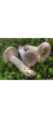 사스레젖버섯 (Lactarius trivialis (Fr.) Fr.)