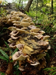 화경버섯 (Omphalotus japonicus (kwam.) Kirchm. & Mill.  > Lampteromyces japonicus (Kawam.) Sing.)
