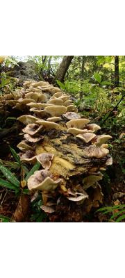 화경버섯 (Omphalotus japonicus (kwam.) Kirchm. &amp; Mill.  > Lampteromyces japonicus (Kawam.) Sing.)
