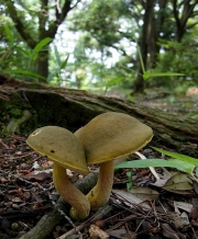 녹색쓴맛그물버섯 (Tylopilus virens (Chiu) Hongo)