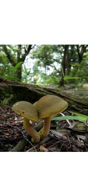 녹색쓴맛그물버섯 (Tylopilus virens (Chiu) Hongo)