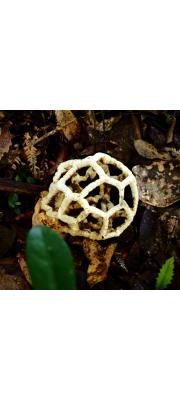 가는꼴망태버섯 (Ileodictyon gracile Berk.  > Clathrus gracilis (Berk.) Schl.)