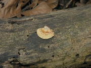 갓흰구멍버섯 (Perenniporia ohiensis (Berk.) Ryv. > Truncospora ohiensis (Berk.) Pilát)
