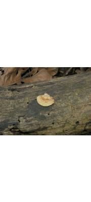 갓흰구멍버섯 (Perenniporia ohiensis (Berk.) Ryv. > Truncospora ohiensis (Berk.) Pilát)