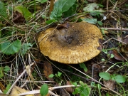 걸레젖버섯 (Lactarius turpis (Weinm.) Fr.)