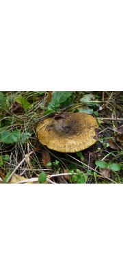 걸레젖버섯 (Lactarius turpis (Weinm.) Fr.)