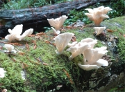 넓은옆버섯 (Pleurocybella porrigens (Pers.) Sing.)