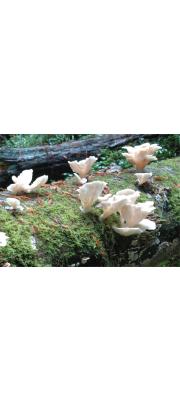 넓은옆버섯 (Pleurocybella porrigens (Pers.) Sing.)
