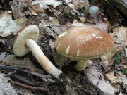 진갈색멋그물버섯(황금씨그물버섯) (Xanthoconium affine (Peck) Sing.  > Boletus affinis Peck)
