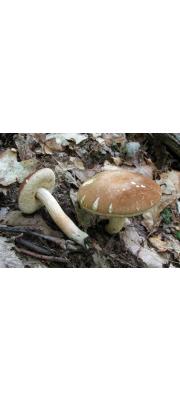 진갈색멋그물버섯(황금씨그물버섯) (Xanthoconium affine (Peck) Sing.  > Boletus affinis Peck)
