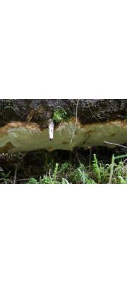 금빛흰구멍버섯 (Perenniporia subacida (Peck) Donk >Poria subacida (Peck) Sacc.)