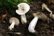 끈적젖버섯(물젖버섯아재비) (Lactarius uvidus (Fr.) Fr.)