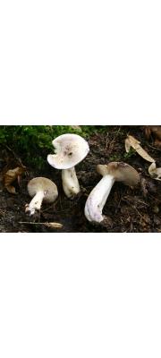 끈적젖버섯(물젖버섯아재비) (Lactarius uvidus (Fr.) Fr.)