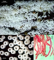 꼬마컵버섯 (Rectipilus fasciculatus (Pers.) Agerer)