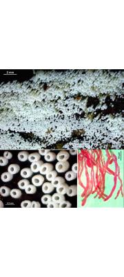 꼬마컵버섯 (Rectipilus fasciculatus (Pers.) Agerer)