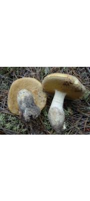 멋그물버섯(짚색그물버섯) (Xanthoconium stramineum (Murr.) Sing.  > Boletus stramineus (Murr.) Murr.)