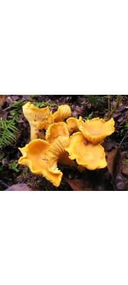 꾀꼬리버섯 (Cantharellus cibarius Fr.)
