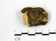 각질흰구멍버섯 (Perenniporia truncatospora (Lloyd) Ryv.  > Truncospora truncatospora (Lloyd) Ito)