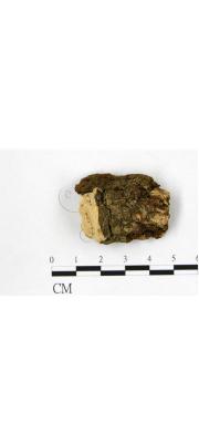 각질흰구멍버섯 (Perenniporia truncatospora (Lloyd) Ryv.  > Truncospora truncatospora (Lloyd) Ito)