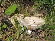 새털젖버섯(푸른주름젖버섯) (Lactarius vellereus (Fr.) Fr. > Lactarius vellereus var. virescens HesLactarius & Sm.)