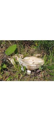 새털젖버섯(푸른주름젖버섯) (Lactarius vellereus (Fr.) Fr. > Lactarius vellereus var. virescens HesLactarius &amp; Sm.)