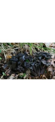 회색꾀꼬리버섯(회색뿔나팔버섯, 회색나팔꾀꼬리버섯) (Cantharellus cinereus (Pers.) Fr.  > Craterellus cinereus (Pers.) Donk)