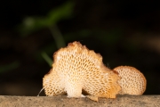 벌집구멍장이버섯(벌집버섯) (Polyporus alveolarius (DC.) Bond. & Sing.  > Favolus alveolarius (Fr.) Quẻl.)