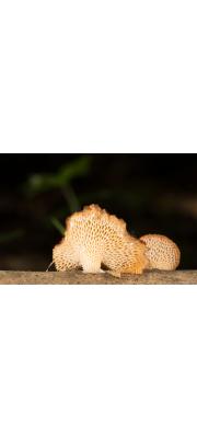 벌집구멍장이버섯(벌집버섯) (Polyporus alveolarius (DC.) Bond. &amp; Sing.  > Favolus alveolarius (Fr.) Quẻl.)