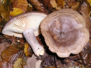 자작나무젖버섯 (Lactarius vietus (Fr.) Fr.)