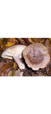 자작나무젖버섯 (Lactarius vietus (Fr.) Fr.)