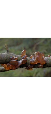 분홍좀목이 (Exidia recisa (Ditmar) Fr.)