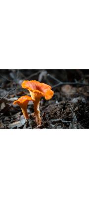 붉은꾀꼬리버섯 (Cantharellus cinnabarinus (Schw.) Schw.)