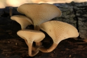 좀벌집구멍장이버섯(좀벌집버섯) (Polyporus arcularius (Batsch.) Fr > Favolus arcularius (Fr.) Ames)