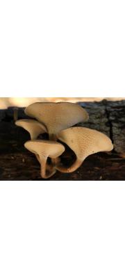 좀벌집구멍장이버섯(좀벌집버섯) (Polyporus arcularius (Batsch.) Fr > Favolus arcularius (Fr.) Ames)