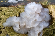뭉게좀목이 (Exidia thuretiana (Lev.) Fr.)