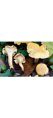 황백꾀꼬리버섯(적갈색꾀꼬리버섯) (Cantharellus ferruginascens Orton)