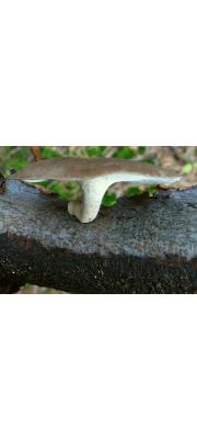 겨울구멍장이버섯 (Polyporus brumalis (Pers.) Fr.)