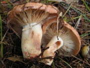 적보라젖버섯 (Lactarius vinaceorufescens A.H. Sm.)