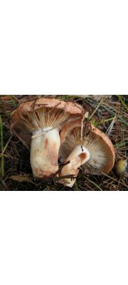 적보라젖버섯 (Lactarius vinaceorufescens A.H. Sm.)
