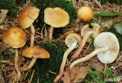 황토비늘버섯 (Pholiota subochracea (A.H. Sm.) A.H. Sm. & Hesler)