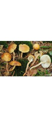 황토비늘버섯 (Pholiota subochracea (A.H. Sm.) A.H. Sm. &amp; Hesler)