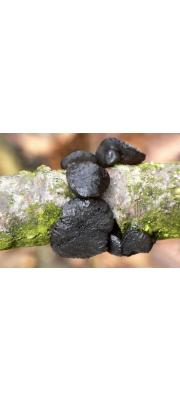 그루터기좀목이 (Exidia truncata Fr.)