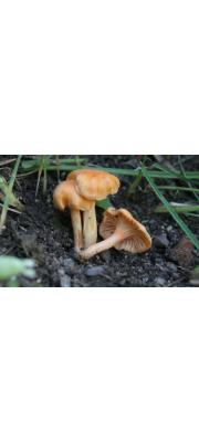 호박꾀꼬리버섯 (Cantharellus friesii Welw. &amp; Curr.)