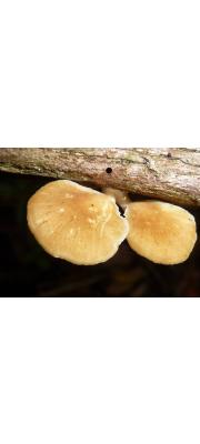 황갈색구멍장이버섯(황갈벌집버섯) (Polyporus grammocephalus Berk. > Polyporus emerici Berk. ex Cooke,  > Favolus emerici)