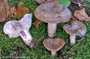 잿빛젖버섯 (Lactarius violascens (Otto) Fr.)